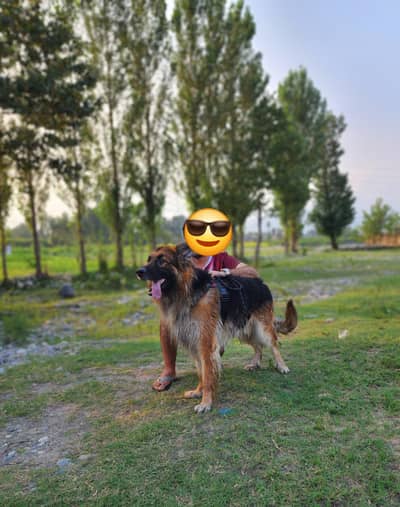 German Shepherd Dog