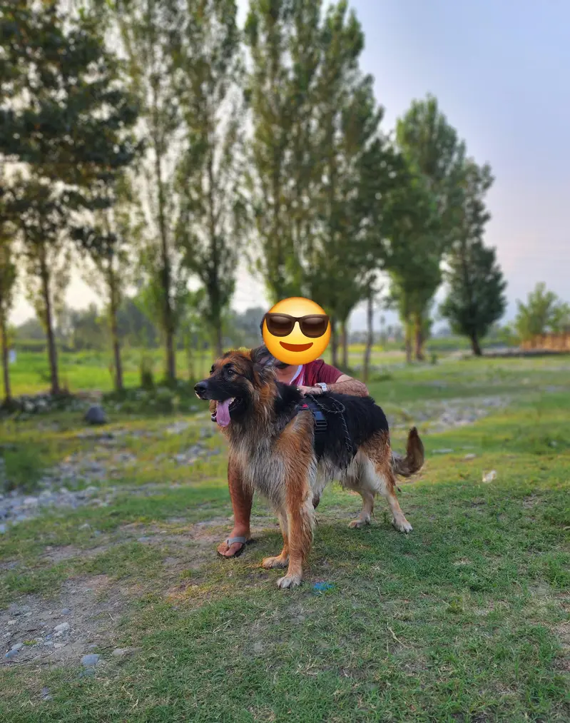 German Shepherd Dog — photo 2