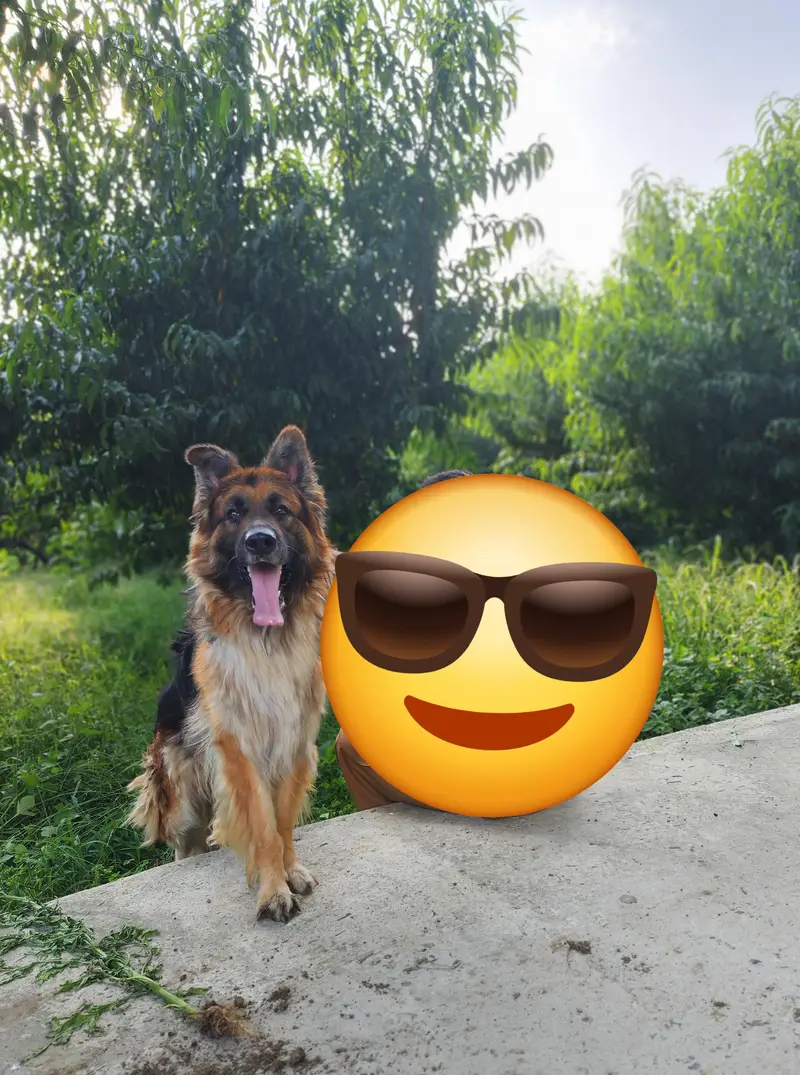 German Shepherd Dog — photo 3