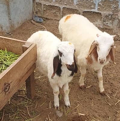 asli shinwari dumbey