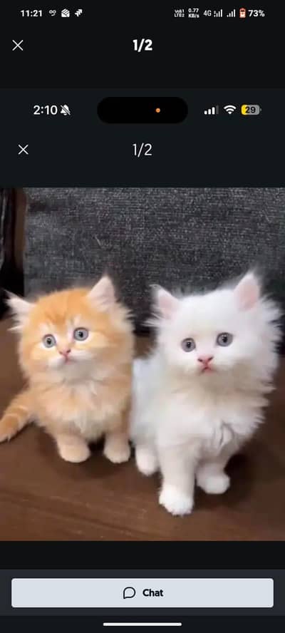 Persian kittens