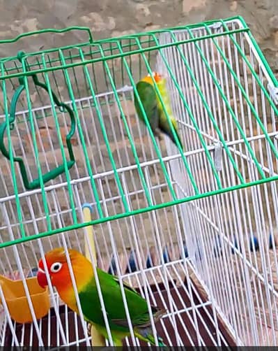 lovebird