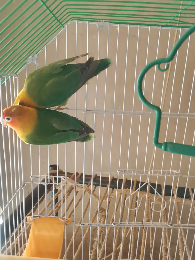 lovebird — photo 2