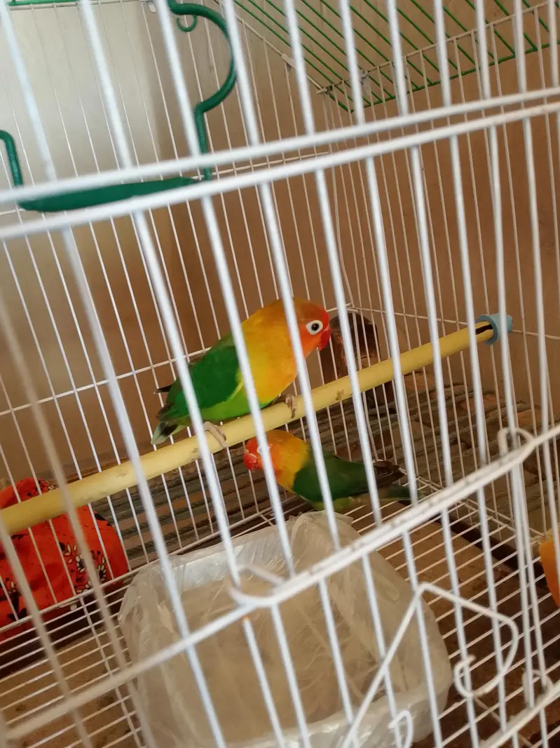lovebird — photo 3