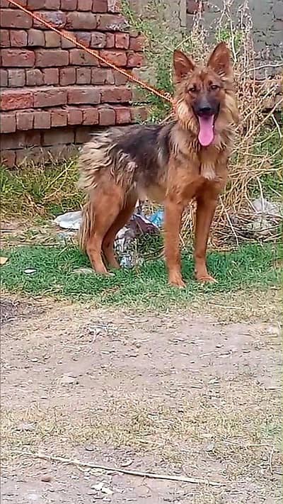 Belgium shefart female for sale