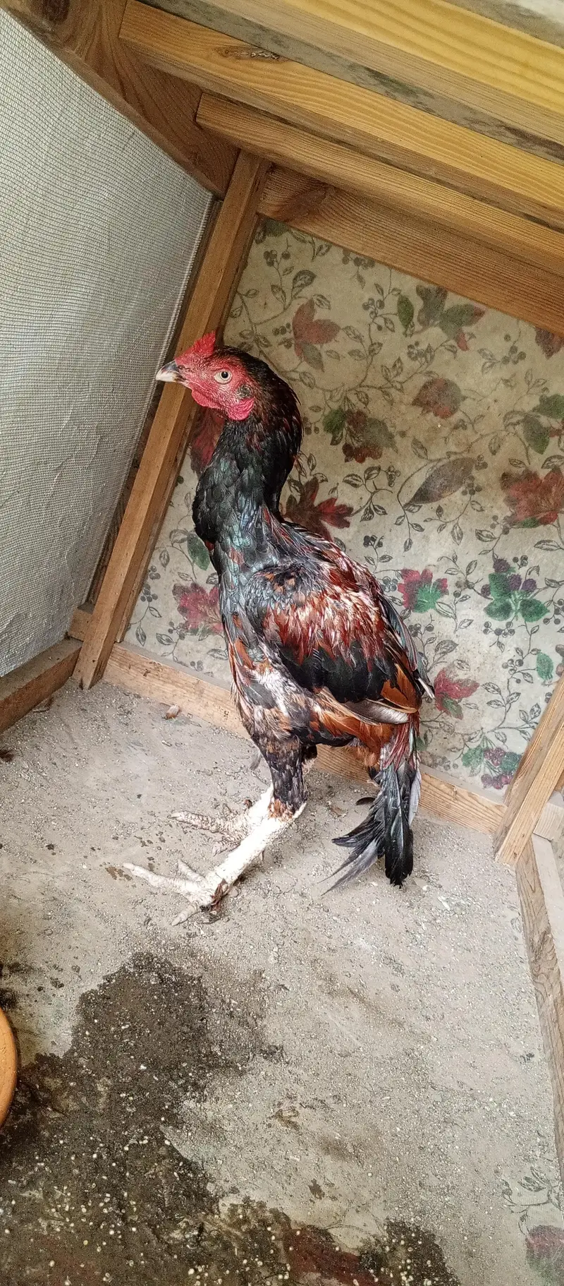 Aseel pair sale — photo 2