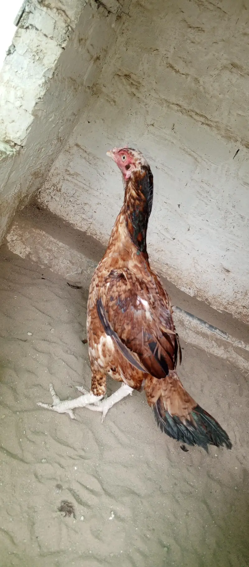 Aseel pair sale — photo 5