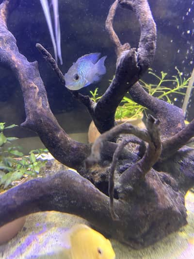 Betta and others exotic fish foe sale