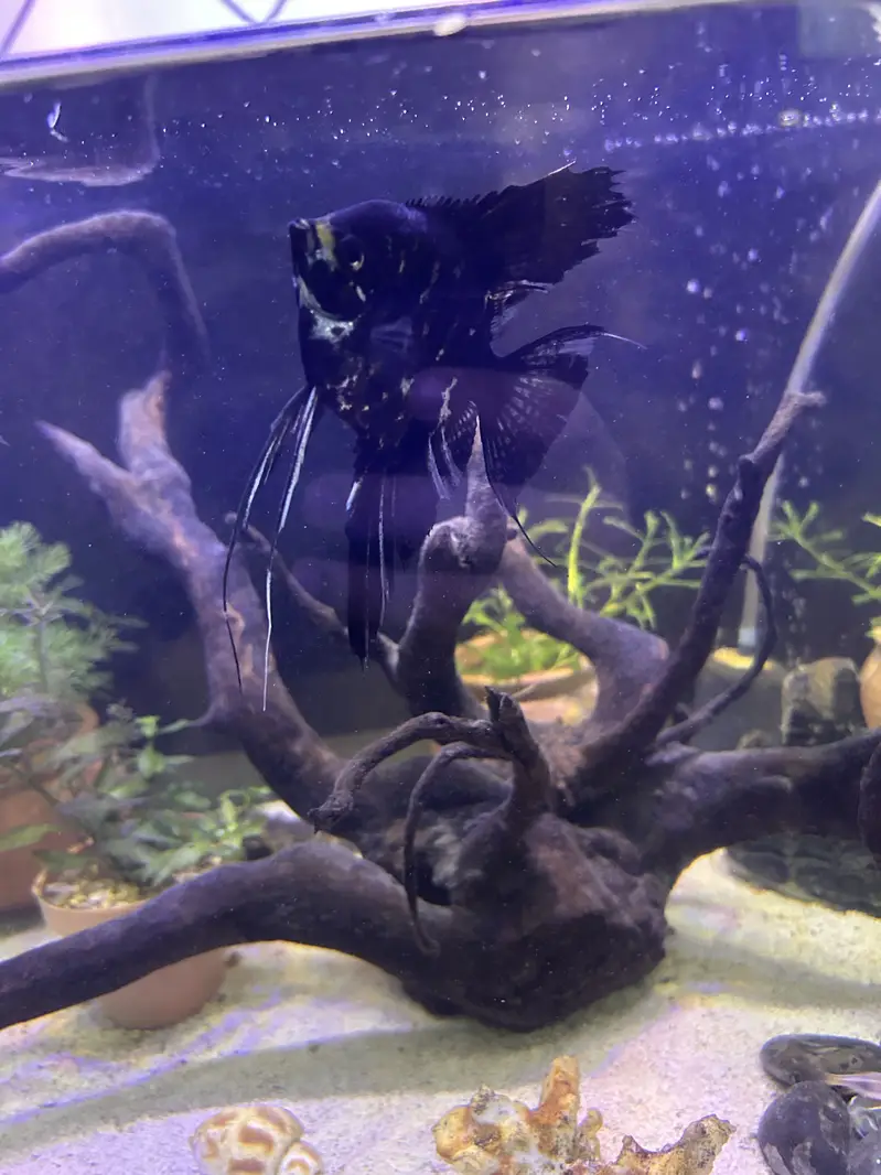 Betta and others exotic fish foe sale — photo 2