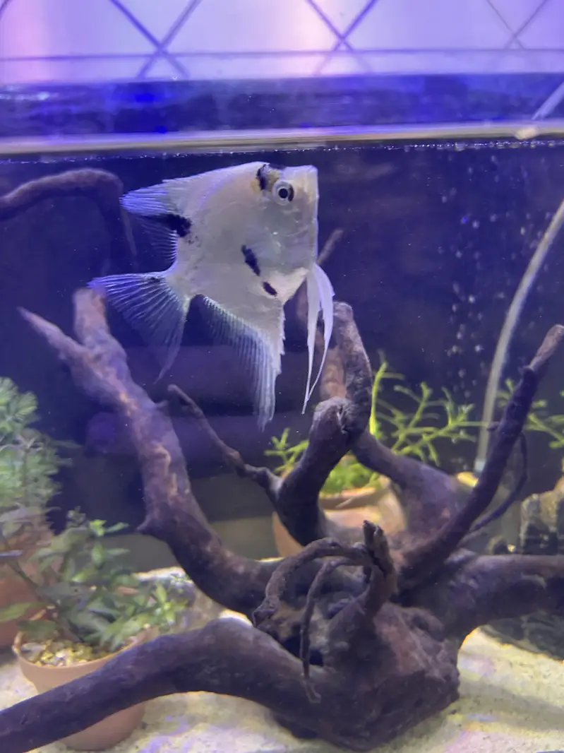 Betta and others exotic fish foe sale — photo 3