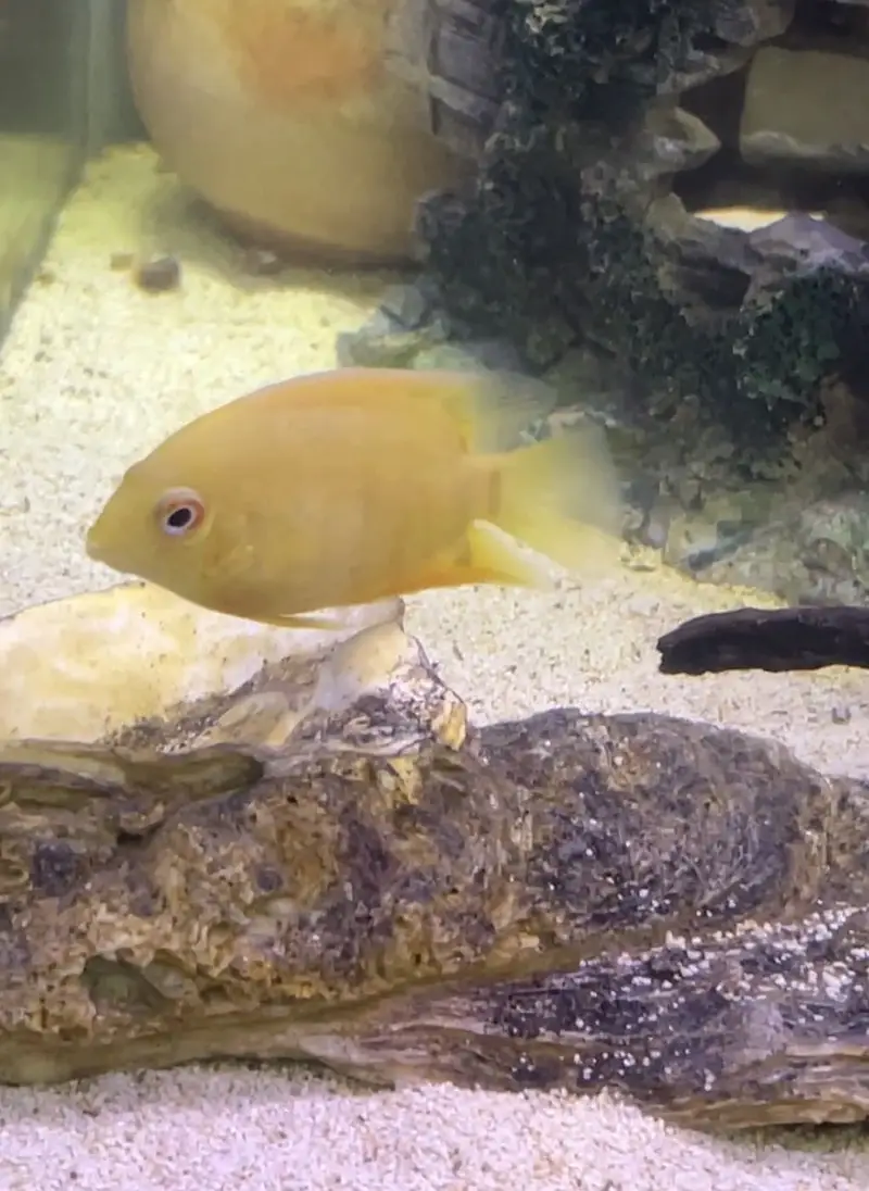 Betta and others exotic fish foe sale — photo 4