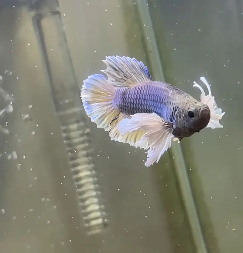 Betta and others exotic fish foe sale — photo 5