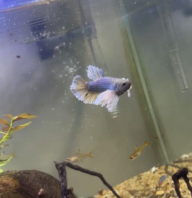 Betta and others exotic fish foe sale — photo 6