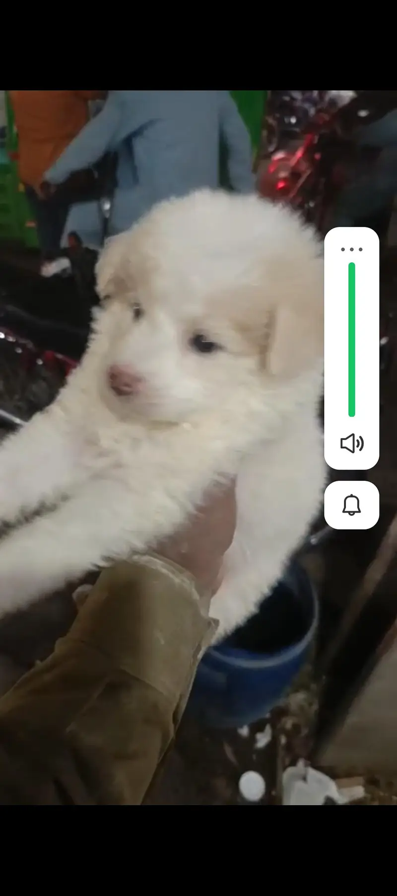 puppy