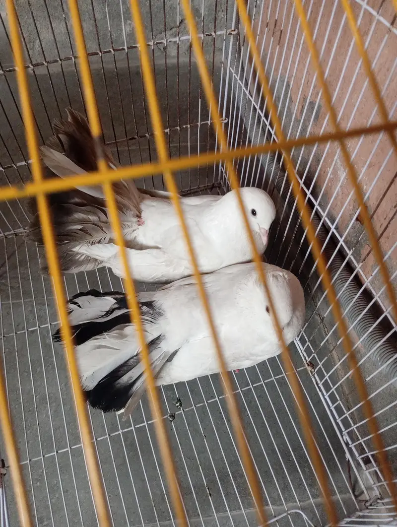 pigeons — photo 2