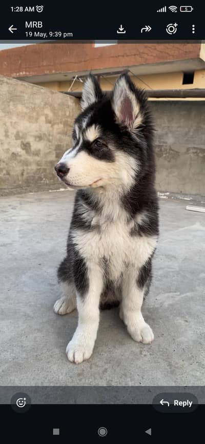 Husky male pupp for sale