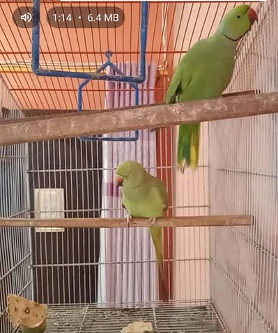 ring neck pair pair breeder femele talking