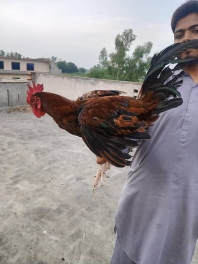 FOR SALE murga
