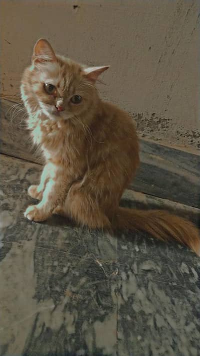 7 month female Persian kitten vaccinated
