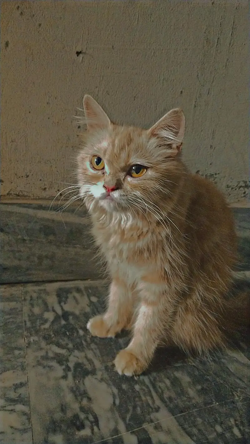 7 month female Persian kitten vaccinated — photo 2