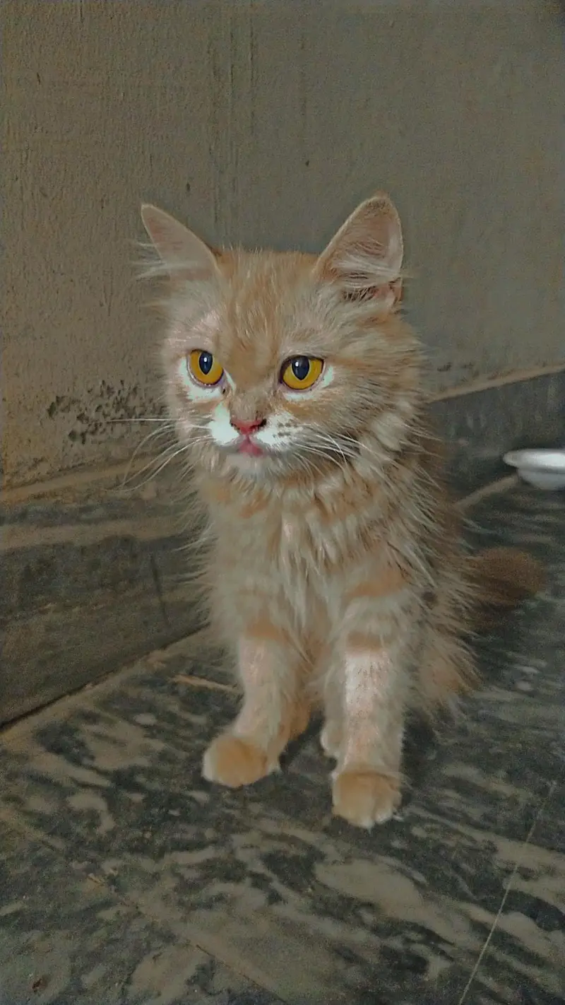 7 month female Persian kitten vaccinated — photo 3