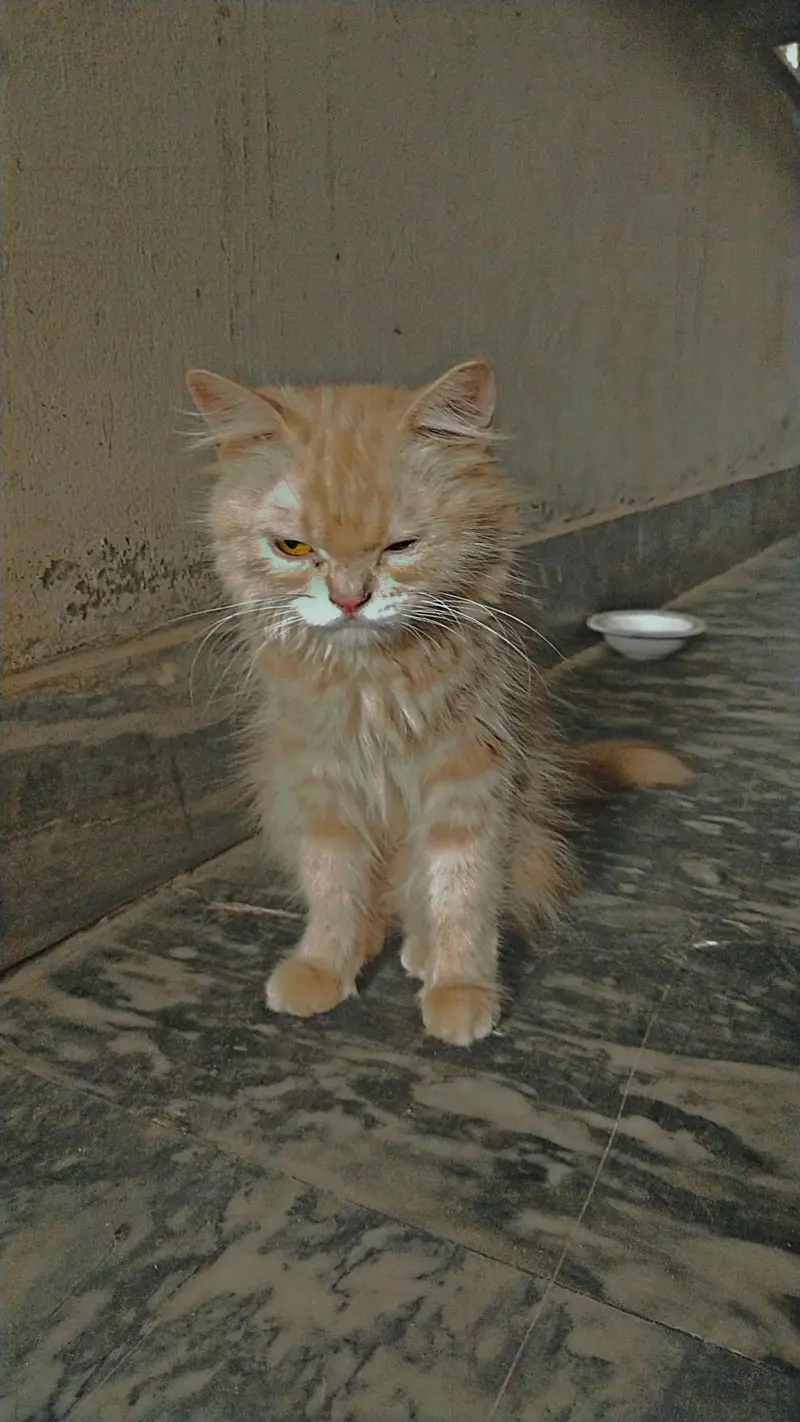 7 month female Persian kitten vaccinated — photo 4