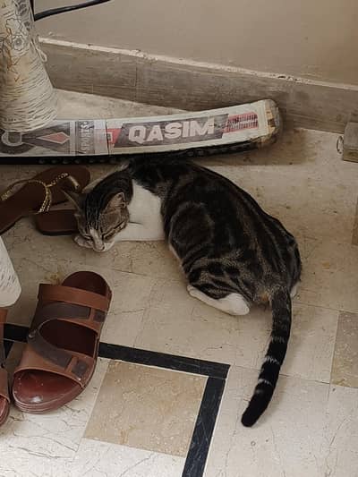 2 cats as brother sister but cat is going to give birthday babies