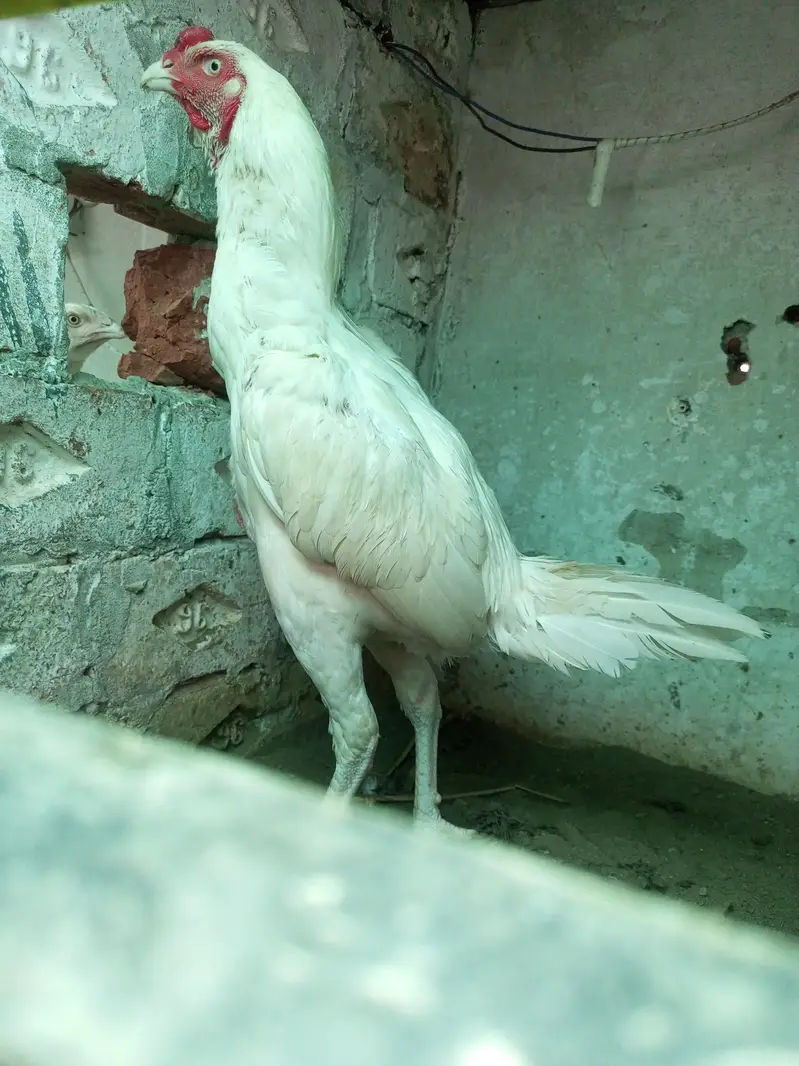 Heera Aseel Male Females  Different Ages Different Prices — photo 2