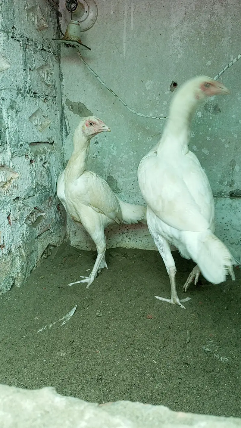 Heera Aseel Male Females  Different Ages Different Prices — photo 3