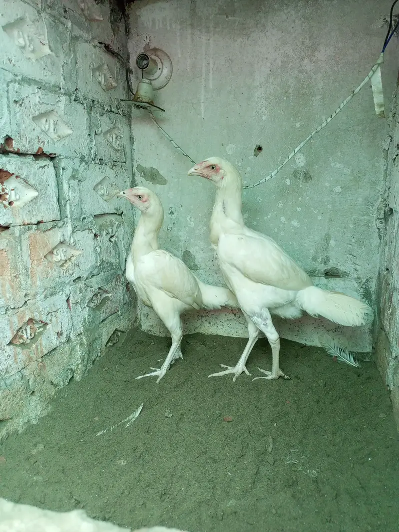 Heera Aseel Male Females  Different Ages Different Prices — photo 4