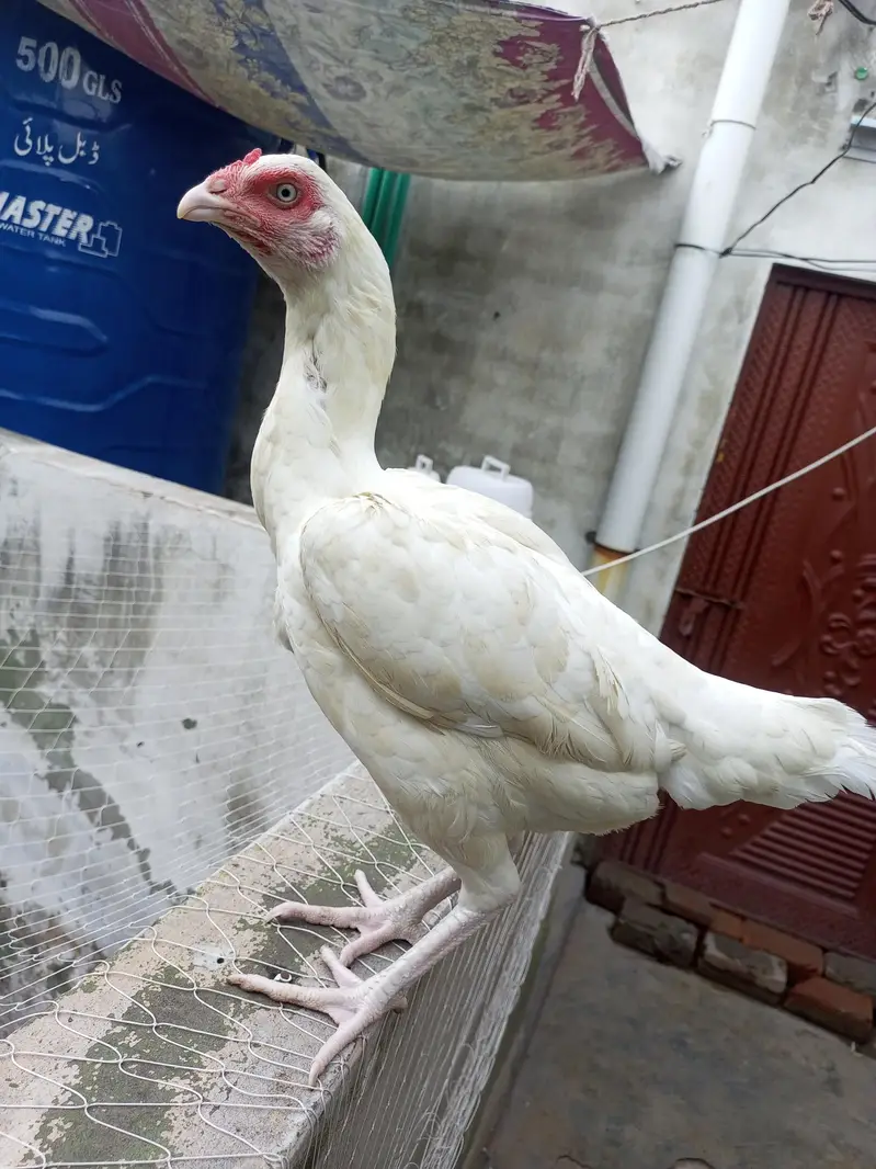 Heera Aseel Male Females  Different Ages Different Prices — photo 7