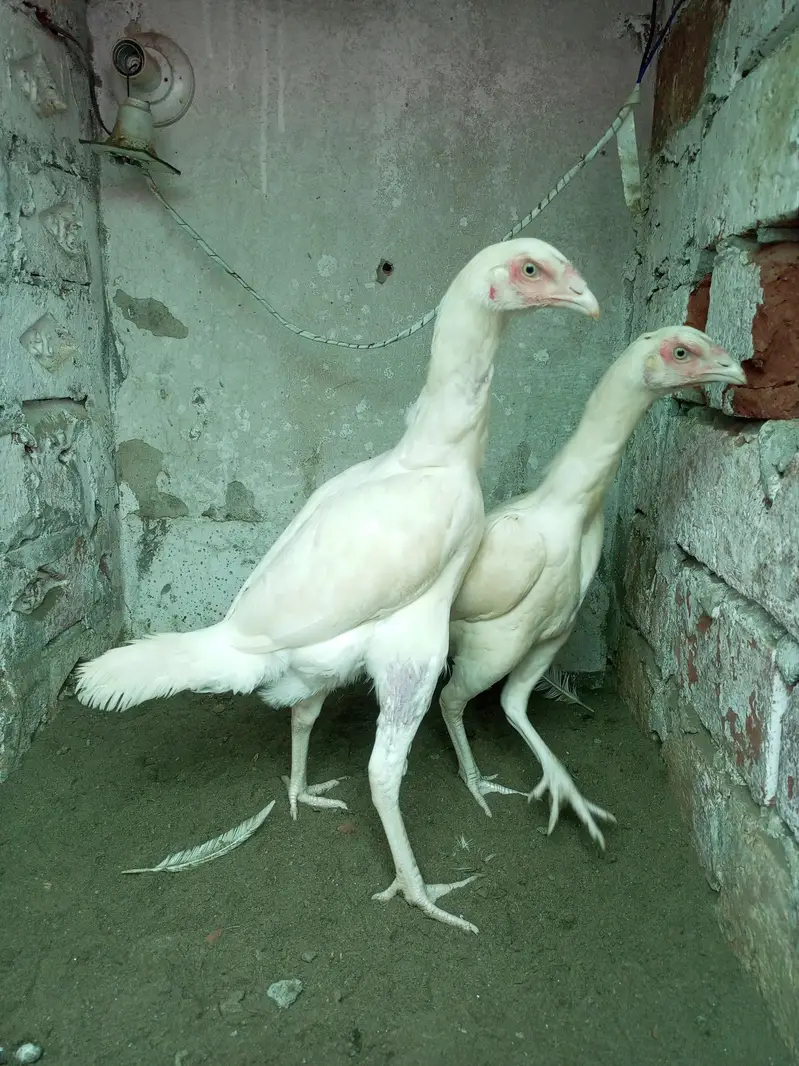Heera Aseel Male Females  Different Ages Different Prices — photo 8