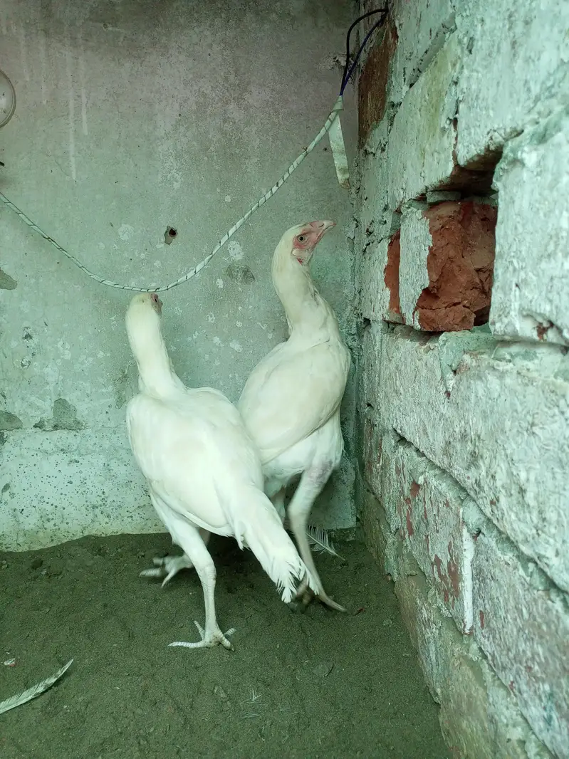 Heera Aseel Male Females  Different Ages Different Prices — photo 9