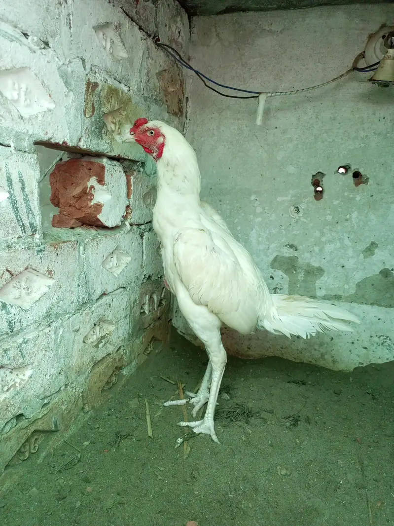 Heera Aseel Male Females  Different Ages Different Prices — photo 10