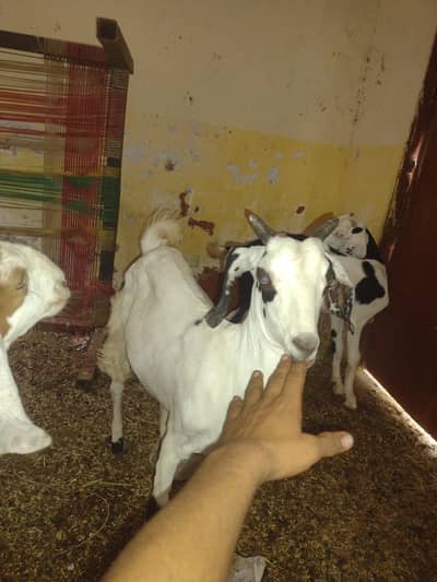 bakri