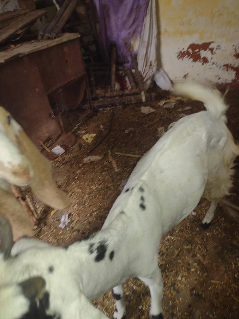 bakri 1