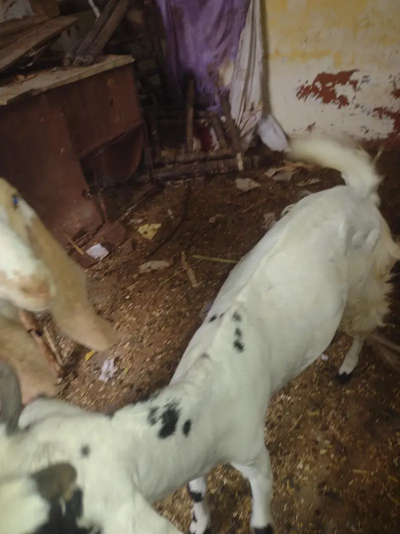bakri — photo 2