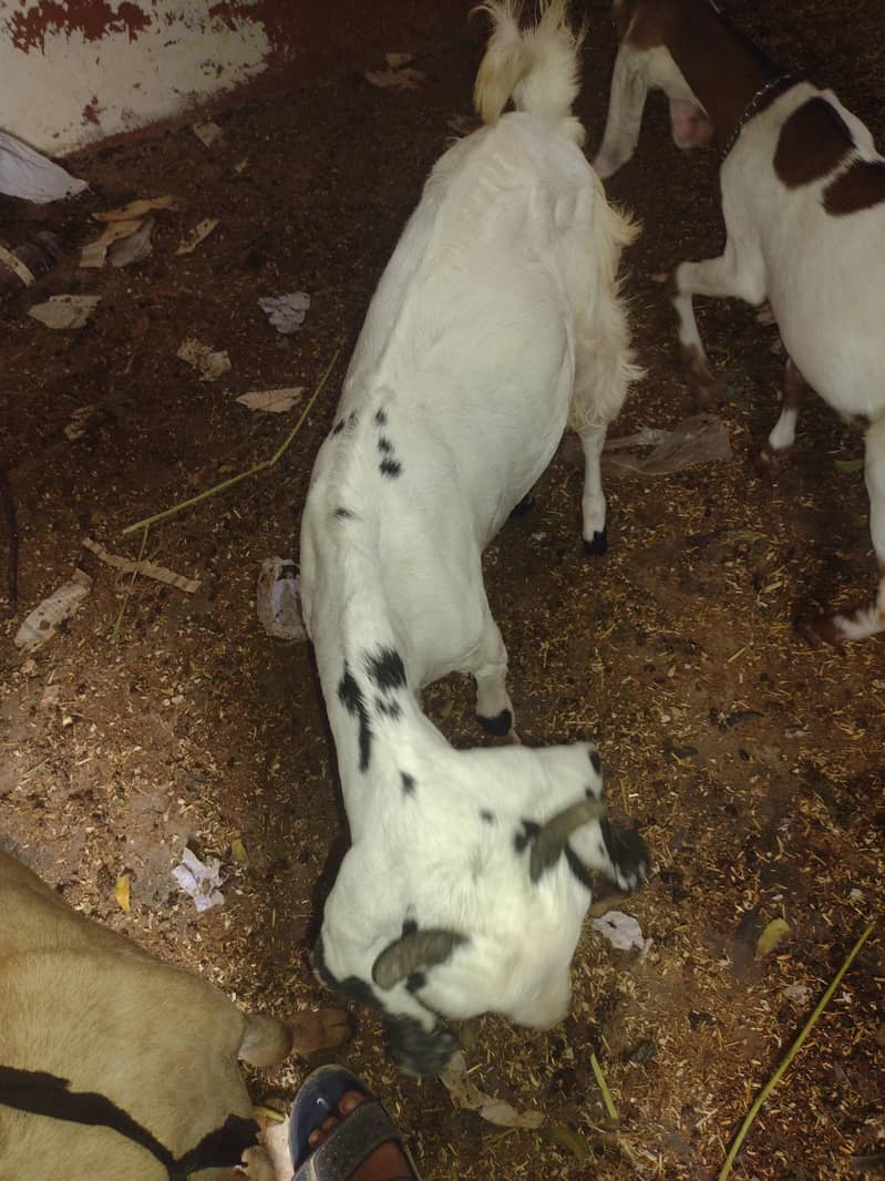bakri 2