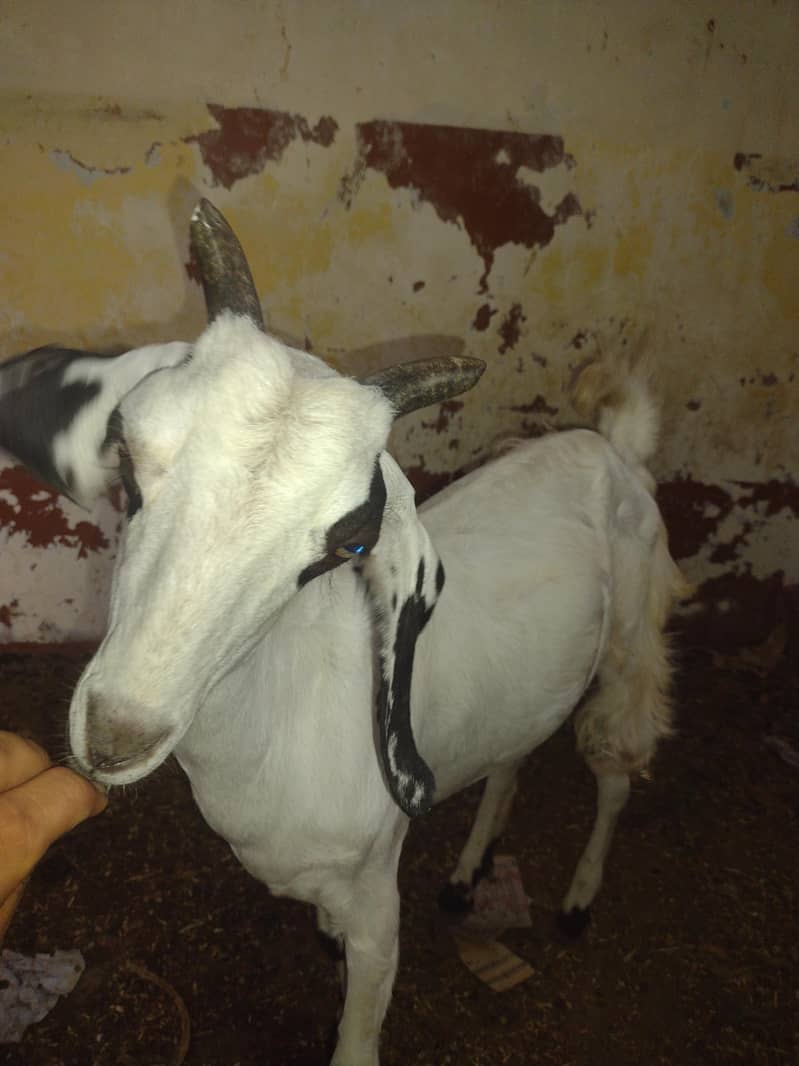 bakri 3