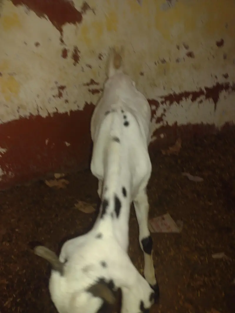 bakri — photo 5