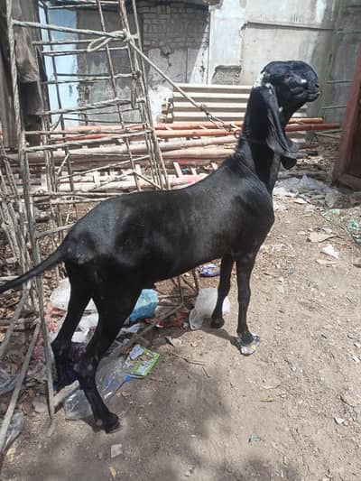 breeder nagra beetal