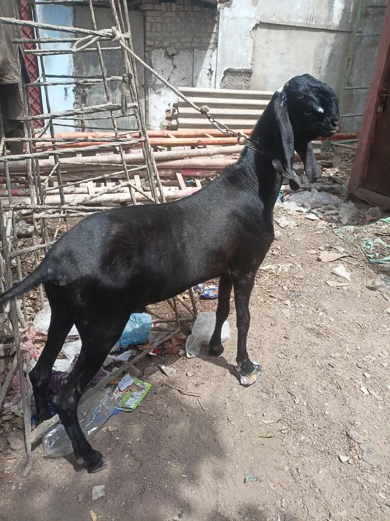 breeder nagra beetal — photo 2