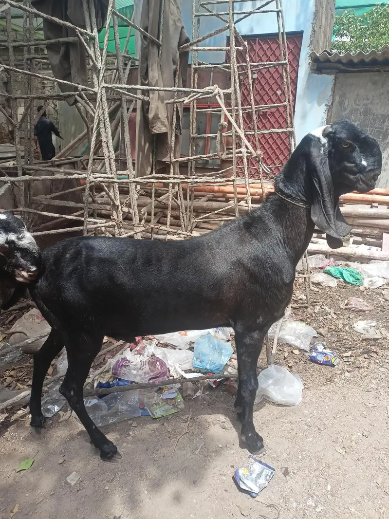 breeder nagra beetal — photo 3