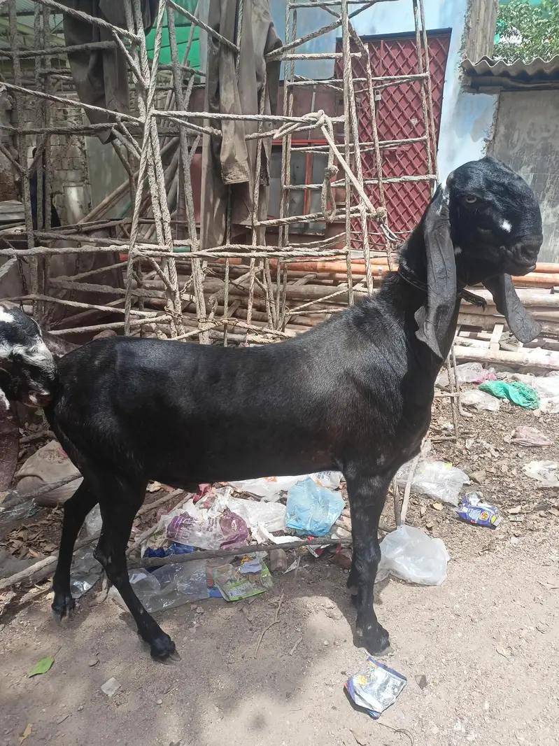 breeder nagra beetal — photo 4