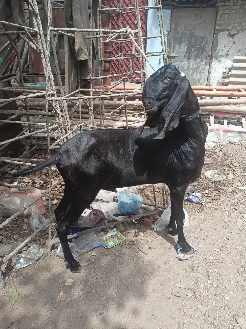 breeder nagra beetal — photo 5