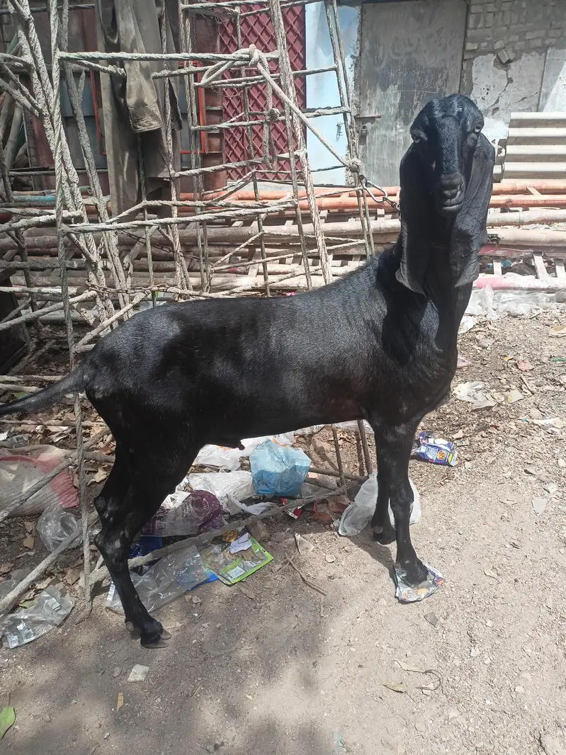 breeder nagra beetal — photo 6