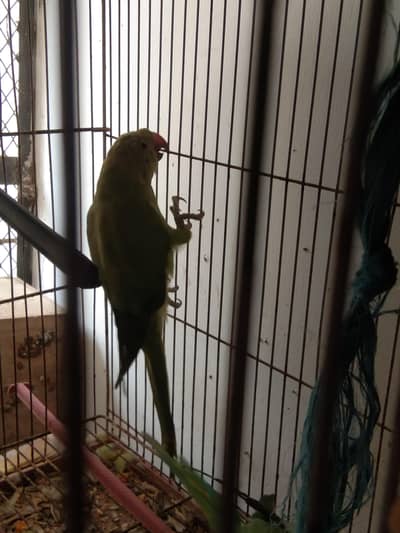 green ringneck female mashallah