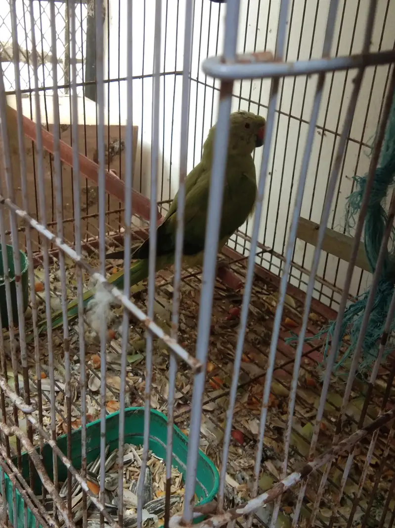 green ringneck female mashallah — photo 2