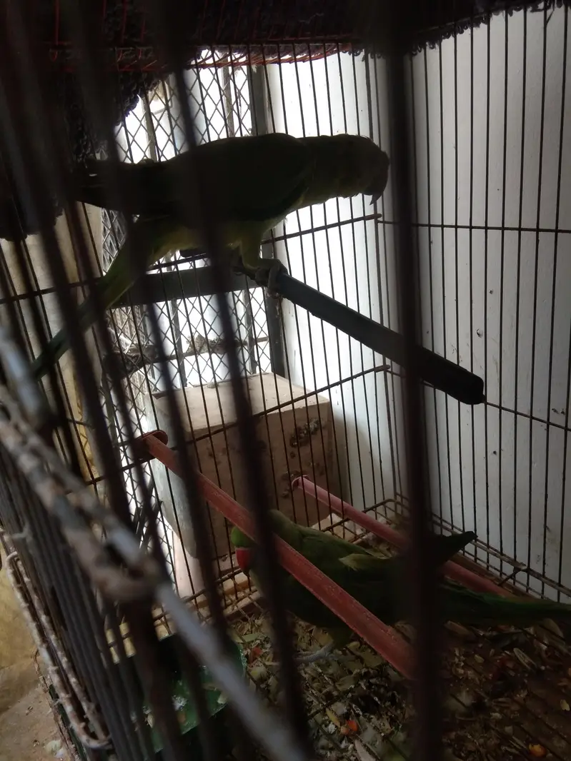 green ringneck female mashallah — photo 3