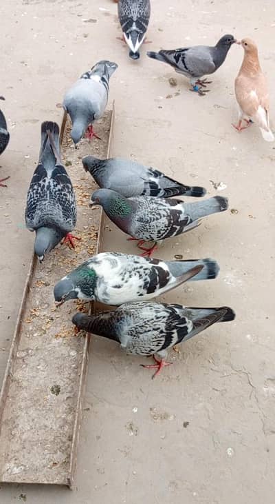 Teddy Kabootar جوڑا برائے فروخت